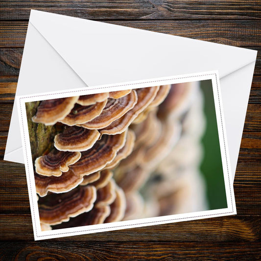 Turkey tail Fungi Greeting Card, Woodland Scene Botanical Photo, Eco Friendly Paper, Nature Art Print, Whimsical Forest, Mushroom Card