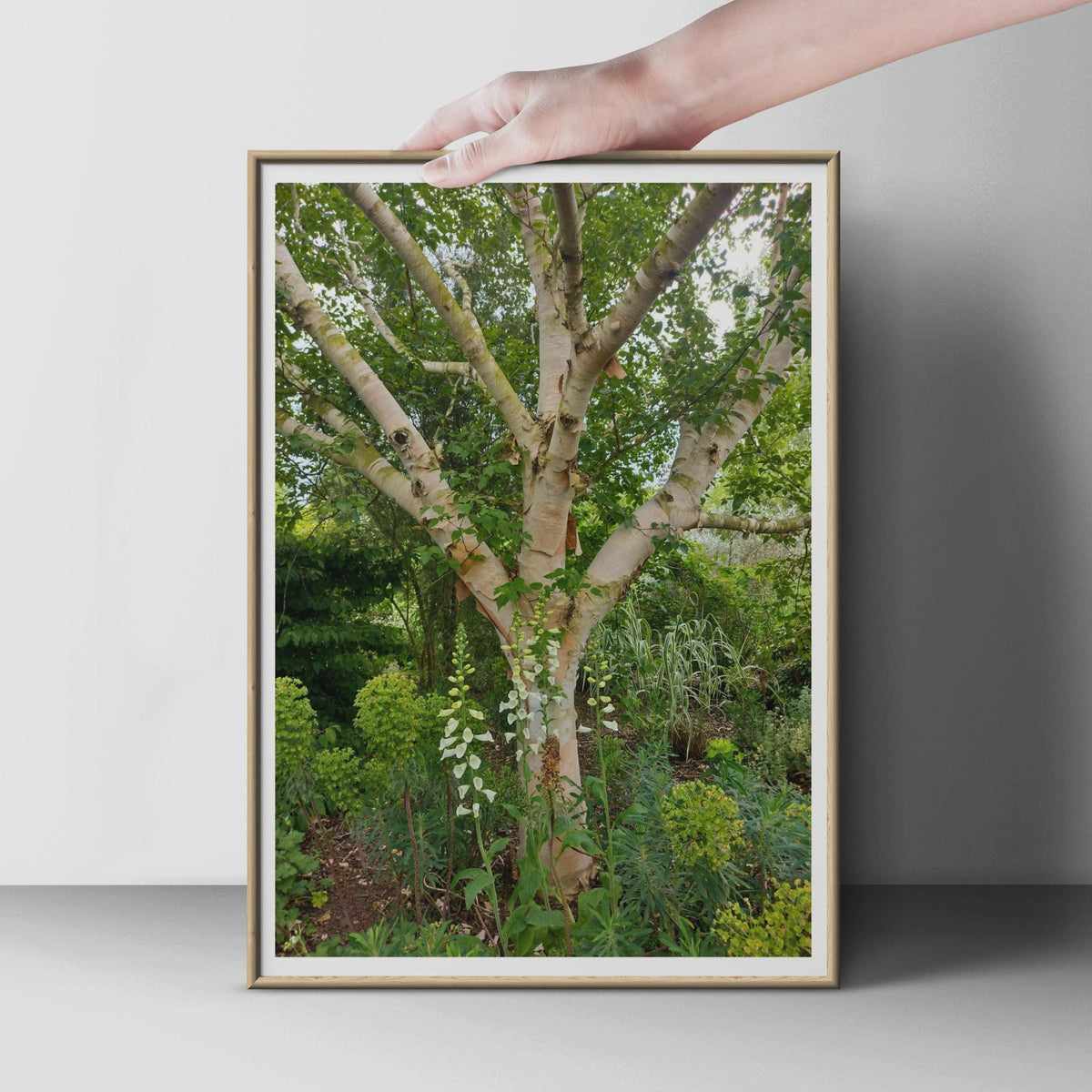 Silver Birch Tree Poster, White Foxglove Garden Print, Botanical Wall Art, Nature Photography, Green Garden Decor, Woodland Botanical Print