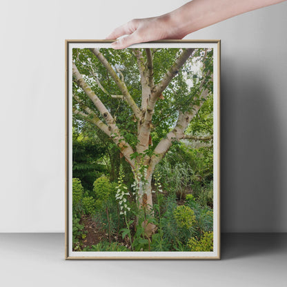 Silver Birch Tree Poster, White Foxglove Garden Print, Botanical Wall Art, Nature Photography, Green Garden Decor, Woodland Botanical Print