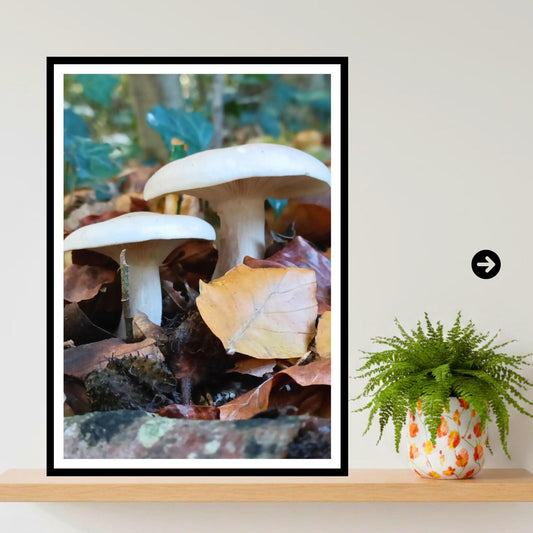 Clouded Funnel Fungi Print Art | Mushroom Nature Photography | Fungi Wall Decor | Botanical and Woodland Print on Archival Paper