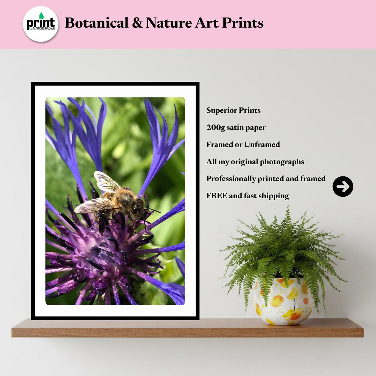 Macro Bee Photography Print | Purple Botanical Flower Nature Decor