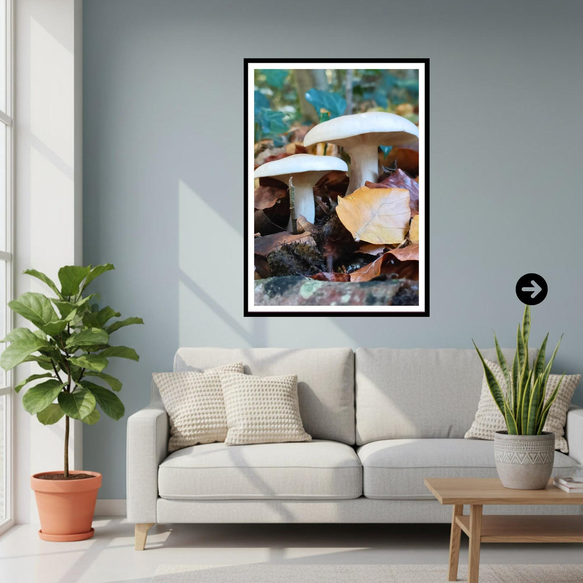 Clouded Funnel Fungi Print Art | Mushroom Nature Photography | Fungi Wall Decor | Botanical and Woodland Print on Archival Paper