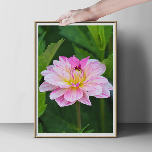 Pink Dahlia Flower Poster, Close Up Botanical Photography Print, Garden Wall Art, Floral Nature Photo, Pink and White Bloom Home Decor