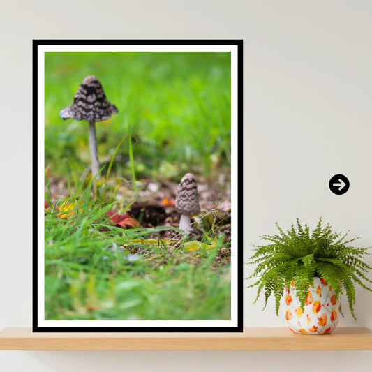 Shaggy Inkcap Mushroom Print | Fungi Art, Nature Photography, Woodland Decor, Archival Paper, FSC Certified, Botanical & Wildlife Print