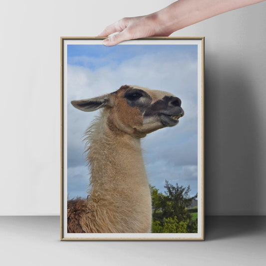 Llama Portrait Poster, Funny Animal Wall Art, Close Up Photo Print, Camelid Wildlife Picture, Quirky Farm Animal Decor, Nature Lover Gift