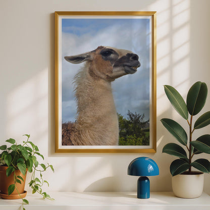 Llama Portrait Poster, Funny Animal Wall Art, Close Up Photo Print, Camelid Wildlife Picture, Quirky Farm Animal Decor, Nature Lover Gift