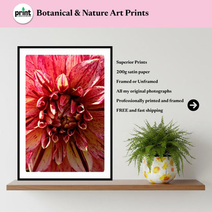 Pink Cream Dahlia Macro Print | Vibrant Speckled Botanical Wall Art
