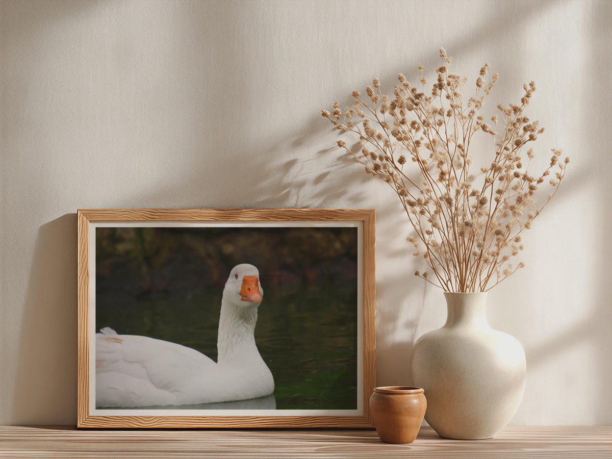 White Goose Photography Poster, Swan Lake Bird Framed-Print, Wildlife Wall Art, Nature Pond Print, Waterfowl Decor, Bird Lover Gift