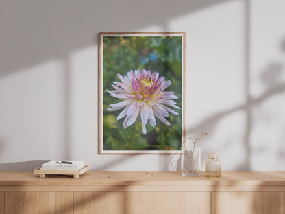 Pink Dahlia Flower Poster, Botanical Wall Art Print, Blush Purple Yellow Garden Floral Photography, Nature Lover Gift, Living Room Decor