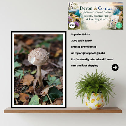 Shaggy Parasol Fungi Print Art, Nature Photography, Woodland Decor, Botanical and Fungi Collection, Unique Gift for Mushroom Lovers