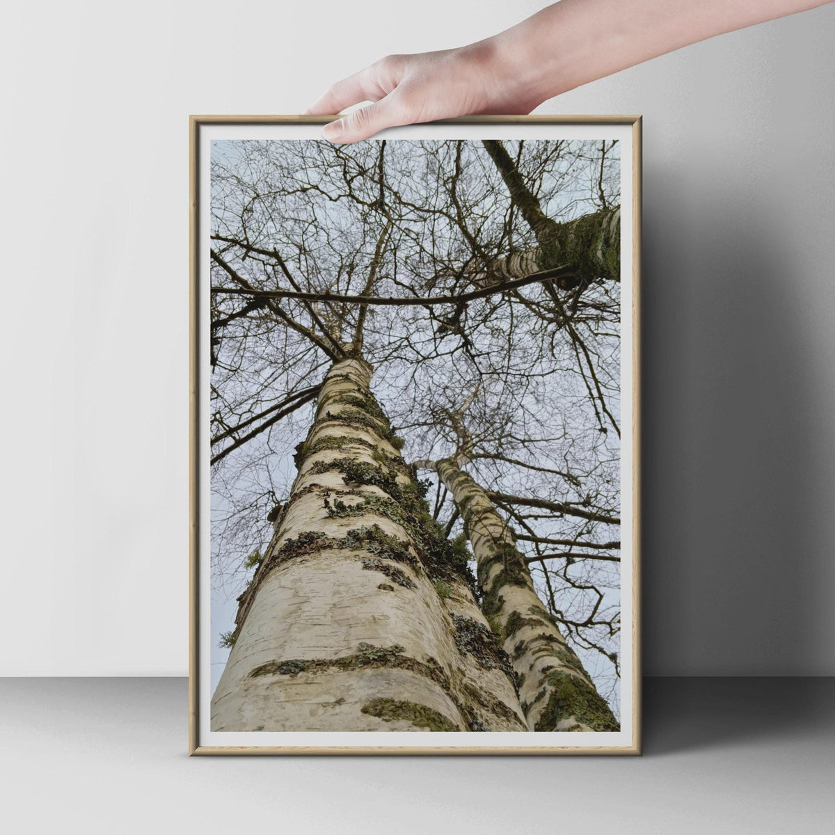 Silver Birch Tree Poster, Looking Up Through Bare Winter Branches, Nature Photography Print, Forest Wall Art, Grey White Woodland Decor