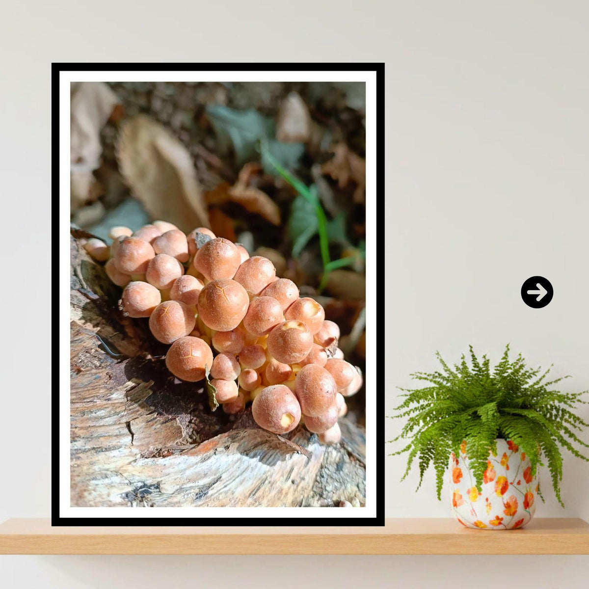 Velvet Shank Fungi Print Art, Mushroom Nature Photography, Woodland Decor, Botanical Wall Poster, FSC Certified Archival Printing, Fungi