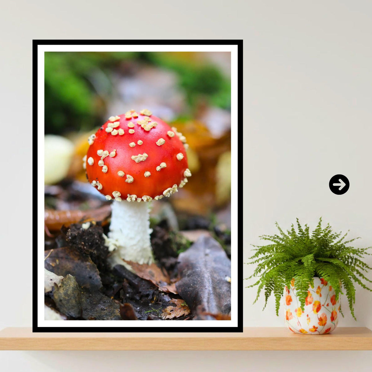 Fly Agaric Fungi Print Art, Mushroom Wall Decor, Nature Photography, Woodland Fungi Illustration, Botanical Poster, FSC Certified Print
