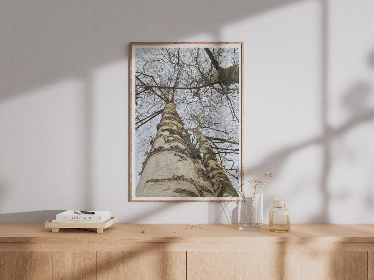 Silver Birch Tree Poster, Looking Up Through Bare Winter Branches, Nature Photography Print, Forest Wall Art, Grey White Woodland Decor