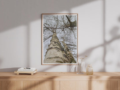 Silver Birch Tree Poster, Looking Up Through Bare Winter Branches, Nature Photography Print, Forest Wall Art, Grey White Woodland Decor