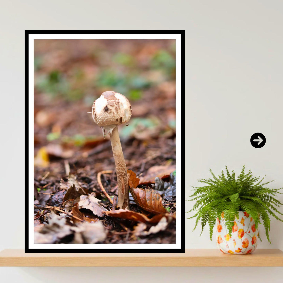 Parasol Mushroom Fungi Print Art, Nature Photography, Woodland Decor, Botanical Wall Art, Archival Poster, Mycology Gift, Forest Fungi