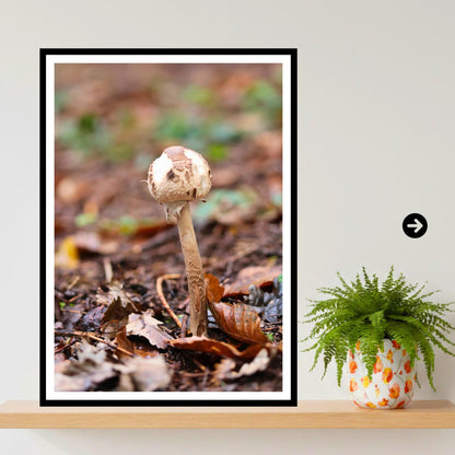 Parasol Mushroom Fungi Print Art, Nature Photography, Woodland Decor, Botanical Wall Art, Archival Poster, Mycology Gift, Forest Fungi