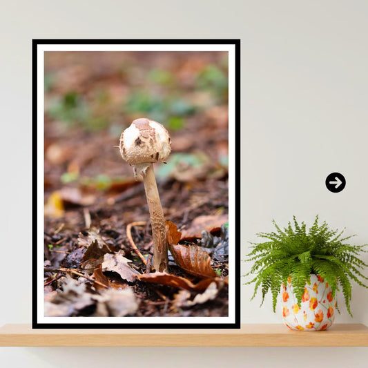 Parasol Mushroom Fungi Print Art, Nature Photography, Woodland Decor, Botanical Wall Art, Archival Poster, Mycology Gift, Forest Fungi