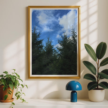 Evergreen Forest Sky Photography Print - image 2
