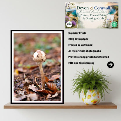 Parasol Mushroom Fungi Print Art, Nature Photography, Woodland Decor, Botanical Wall Art, Archival Poster, Mycology Gift, Forest Fungi