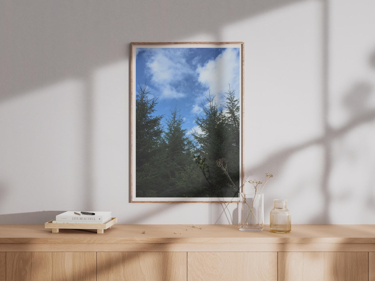 Evergreen Forest Sky Photography Print - image 4