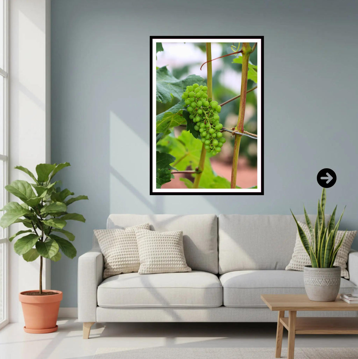 Green grape cluster on vine — Eden Project Cornwall Wall Art Photography Print