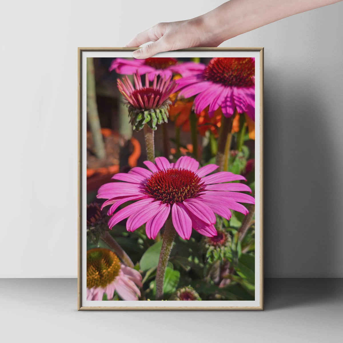 Echinacea Coneflower Poster, Pink Botanical Wall Art, Garden Flower Print, Bright Floral Photography, Summer Garden Decor