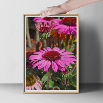 Echinacea Coneflower Poster, Pink Botanical Wall Art, Garden Flower Print, Bright Floral Photography, Summer Garden Decor