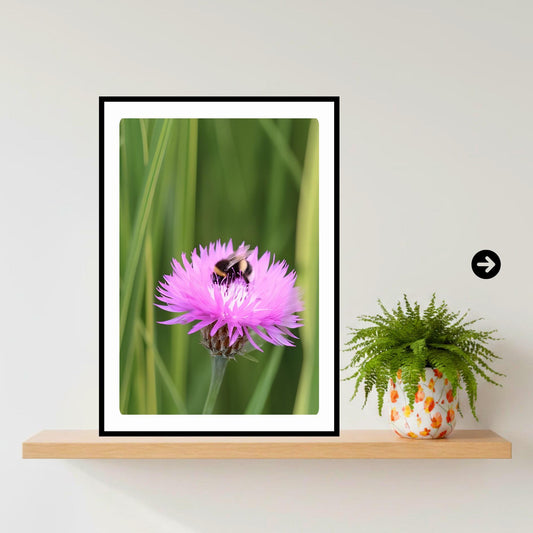 Pink Wildflower Bee Photography Print | Botanical Nature Wall Art, Cottagecore Decor