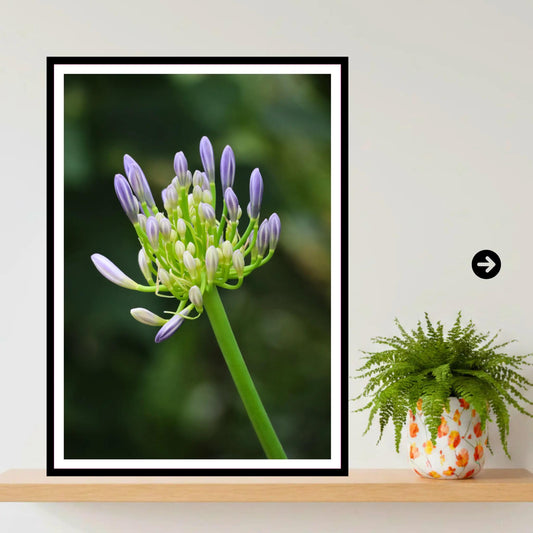 Agapanthus buds at Eden Project Cornwall — Botanical Wall Art Photography Print