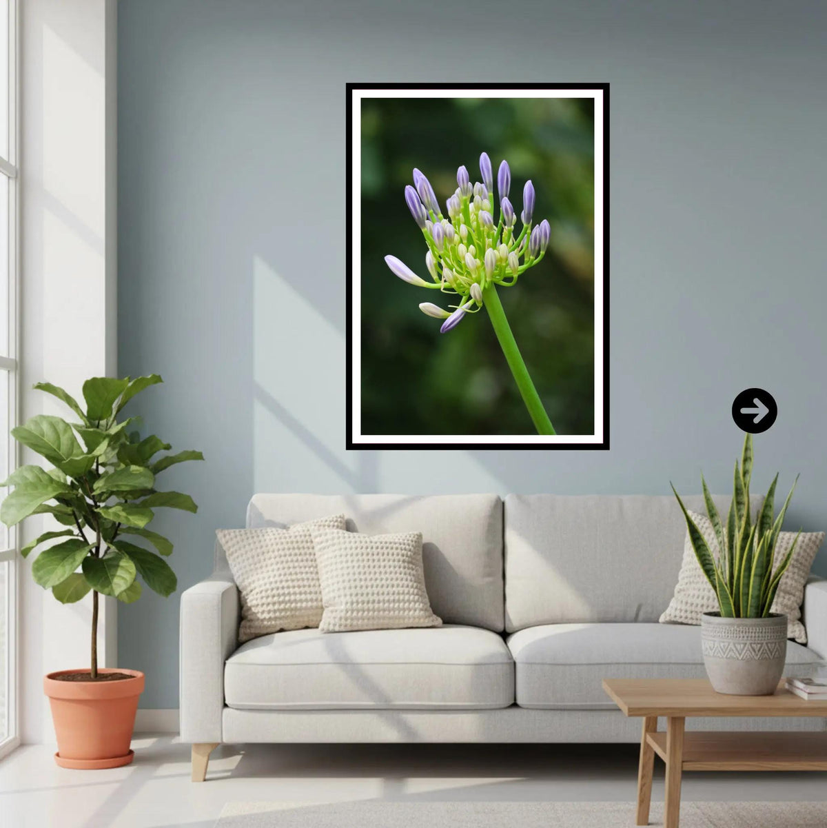 Agapanthus buds at Eden Project Cornwall — Botanical Wall Art Photography Print
