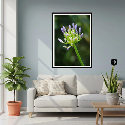 Agapanthus buds at Eden Project Cornwall — Botanical Wall Art Photography Print