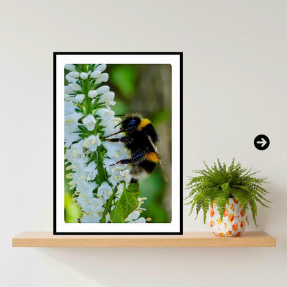 Macro Bumblebee Photography Print | White Floral Botanical Nature Decor