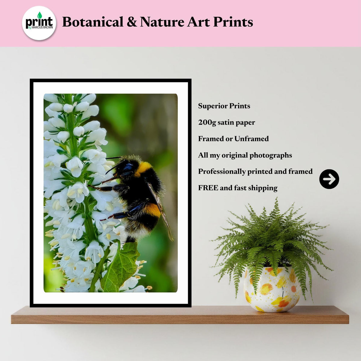 Macro Bumblebee Photography Print | White Floral Botanical Nature Decor