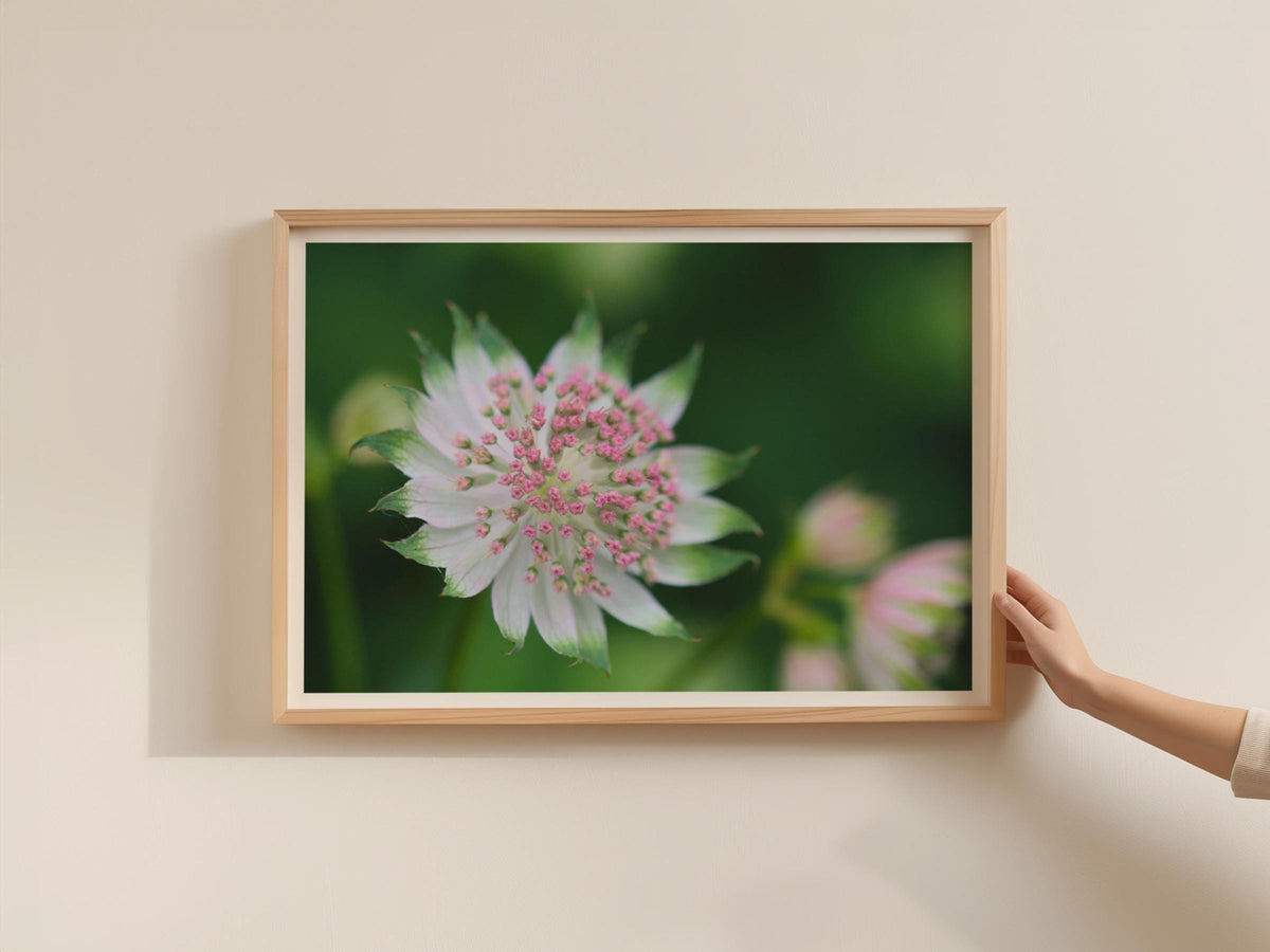 Astrantia Flower Poster, Pink White Masterwort Botanical Framed-Print, Macro Floral Wall Art, Garden Flower Print, Nature Photography Decor