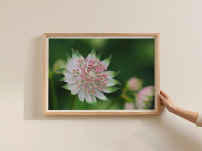 Astrantia Flower Poster, Pink White Masterwort Botanical Framed-Print, Macro Floral Wall Art, Garden Flower Print, Nature Photography Decor