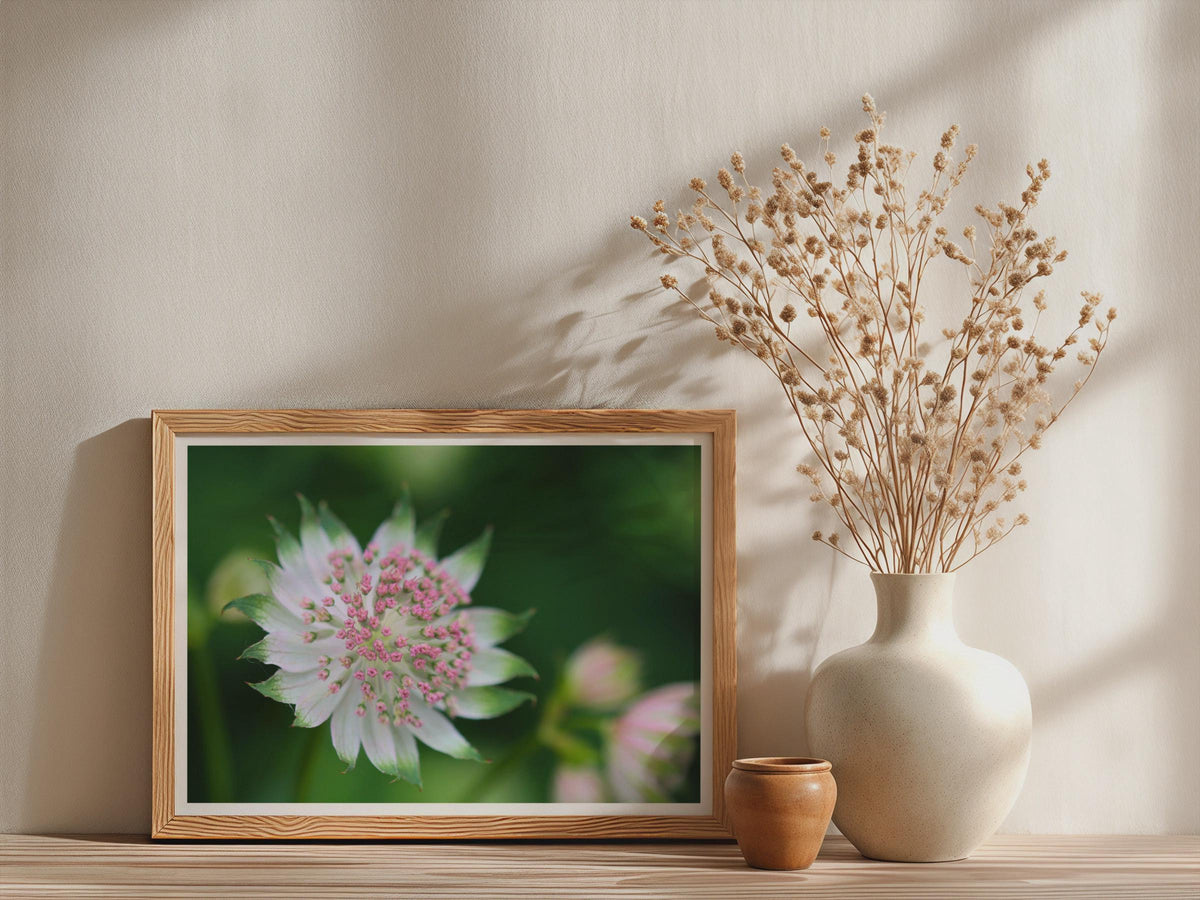Astrantia Flower Poster, Pink White Masterwort Botanical Framed-Print, Macro Floral Wall Art, Garden Flower Print, Nature Photography Decor