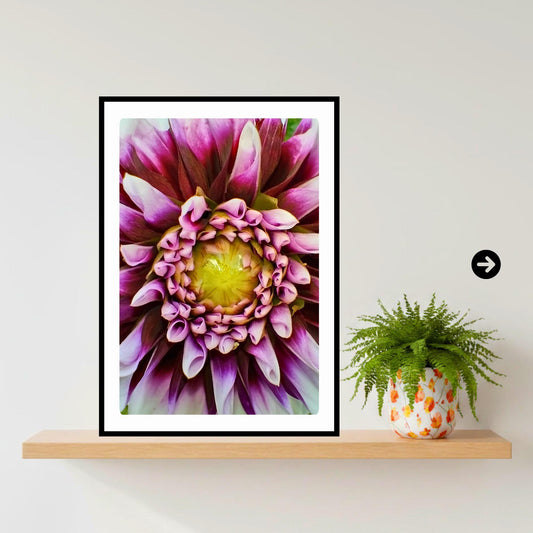 Purple White Dahlia Macro Flower Print | Botanical Wall Art, Cottagecore Decor