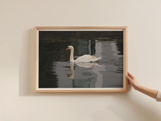 Swan Reflection Poster, Mute Swan Wall Art, Wildlife Photography Framed-Print, White Swan on Dark Water, Bird Lover Gift, Nature Print