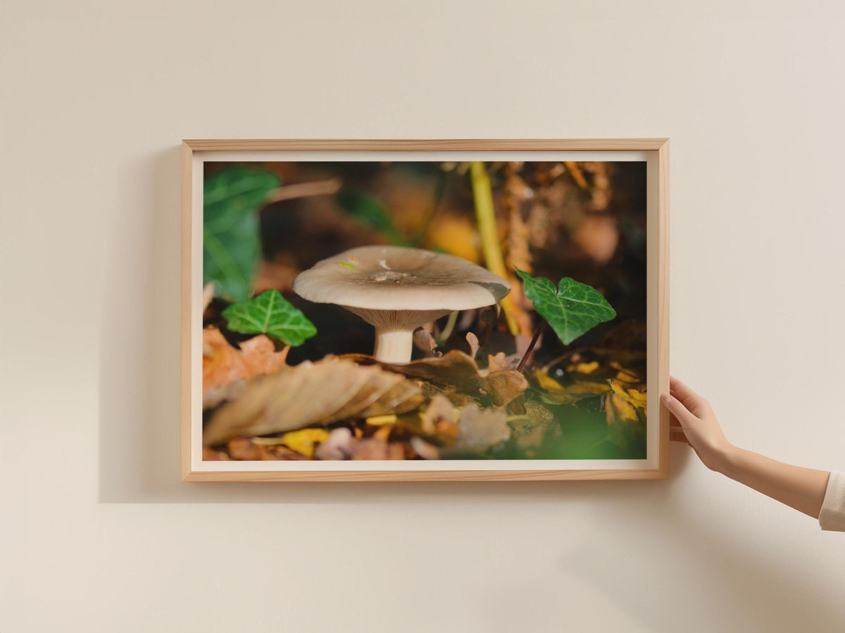Fungi Mushroom Photography Poster, Autumn Forest Floor Framed Print, Nature Wall Art, Woodland Decor, Earthy Tones, Botanical Art Print