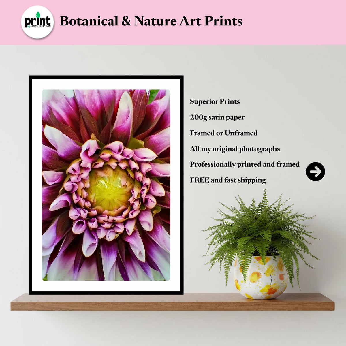 Purple White Dahlia Macro Flower Print | Botanical Wall Art, Cottagecore Decor