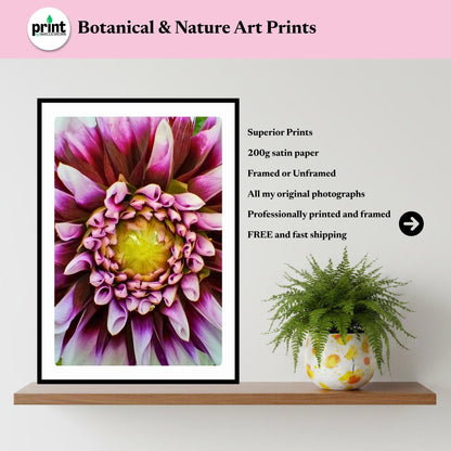 Purple White Dahlia Macro Flower Print | Botanical Wall Art, Cottagecore Decor
