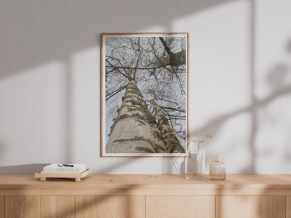 Silver Birch Tree Photography Print - image 4