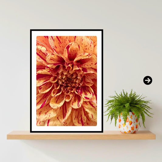Peach Raspberry Dahlia Print | Macro Flower Photography, Botanical Wall Art