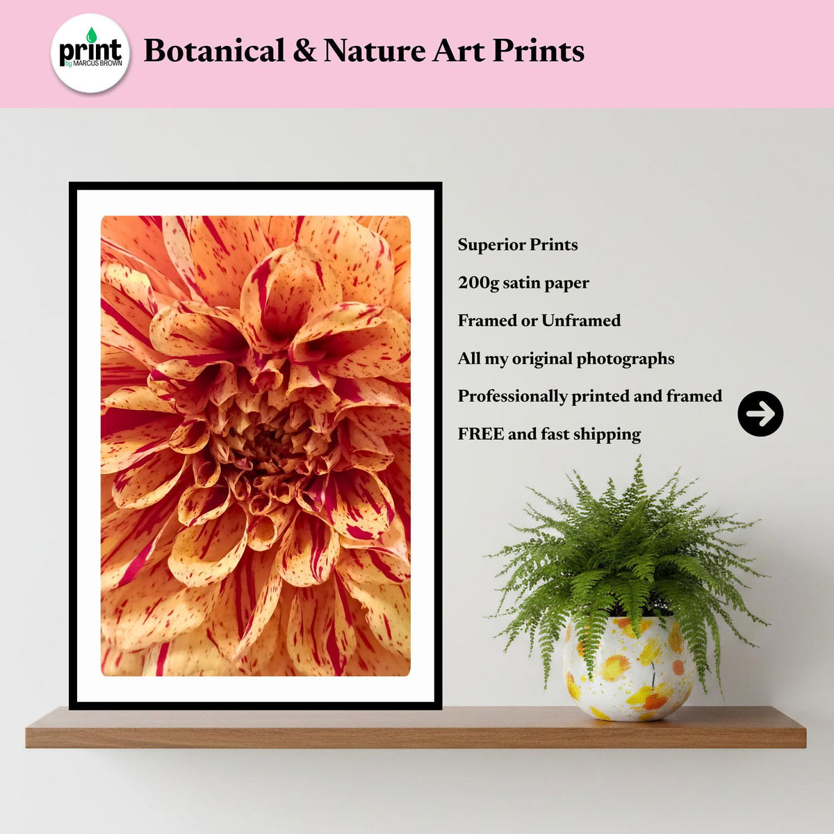 Peach Raspberry Dahlia Print | Macro Flower Photography, Botanical Wall Art