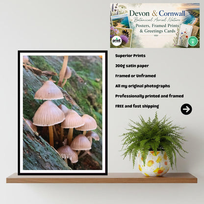 Fairy Bonnet Fungi Print Art, Mushrooms Wall Decor, Nature Photography, Woodland Fungi Illustration, Archival FSC Certified Paper, Botanical