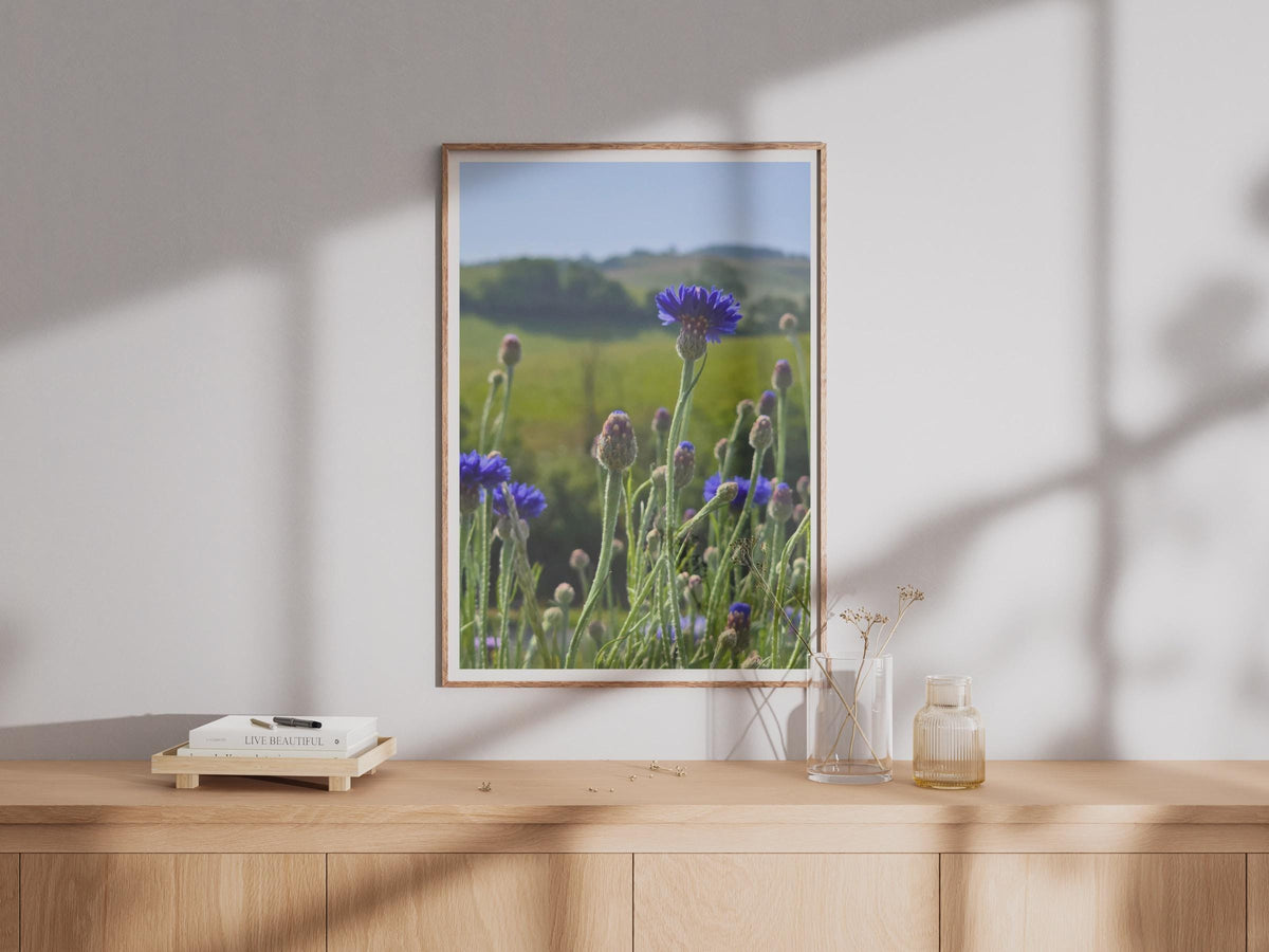 Cornflower Field Photography Print, Blue Wildflower Poster, Summer Meadow Wall Art, Botanical Nature Photo, Country Garden Floral Decor