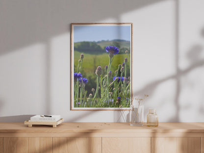 Cornflower Field Photography Print, Blue Wildflower Poster, Summer Meadow Wall Art, Botanical Nature Photo, Country Garden Floral Decor