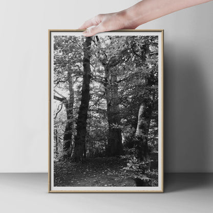 Black and White Forest Poster, Woodland Trees Wall Art, Monochrome Nature Print, Moody Forest Photography, Ancient Trees Home Decor