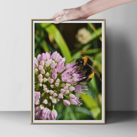 Bumblebee on Allium Flower Poster, Macro Nature Photography Print, Wildlife Garden Wall Art, Pink Purple Bee Lover Gift